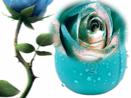 Rose Vibrator Masturbation Device Meet And Have Fun Nian Nujiao Toys 7