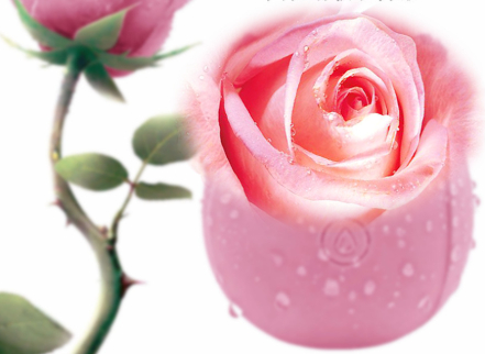 Rose Vibrator Masturbation Device Meet And Have Fun Nian Nujiao Toys 4