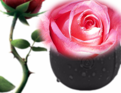 Rose Vibrator Masturbation Device Meet And Have Fun Nian Nujiao Toys 5
