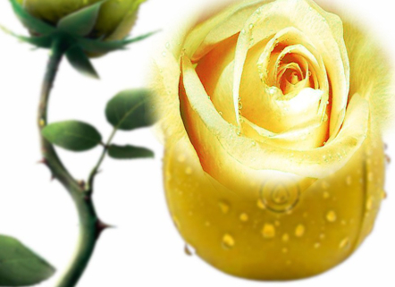 Rose Vibrator Masturbation Device Meet And Have Fun Nian Nujiao Toys 6