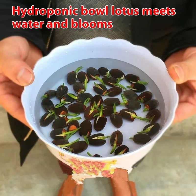 Fish Tank Water Grass Seed Landscape Package - Bowl Lotus 5 Tablets