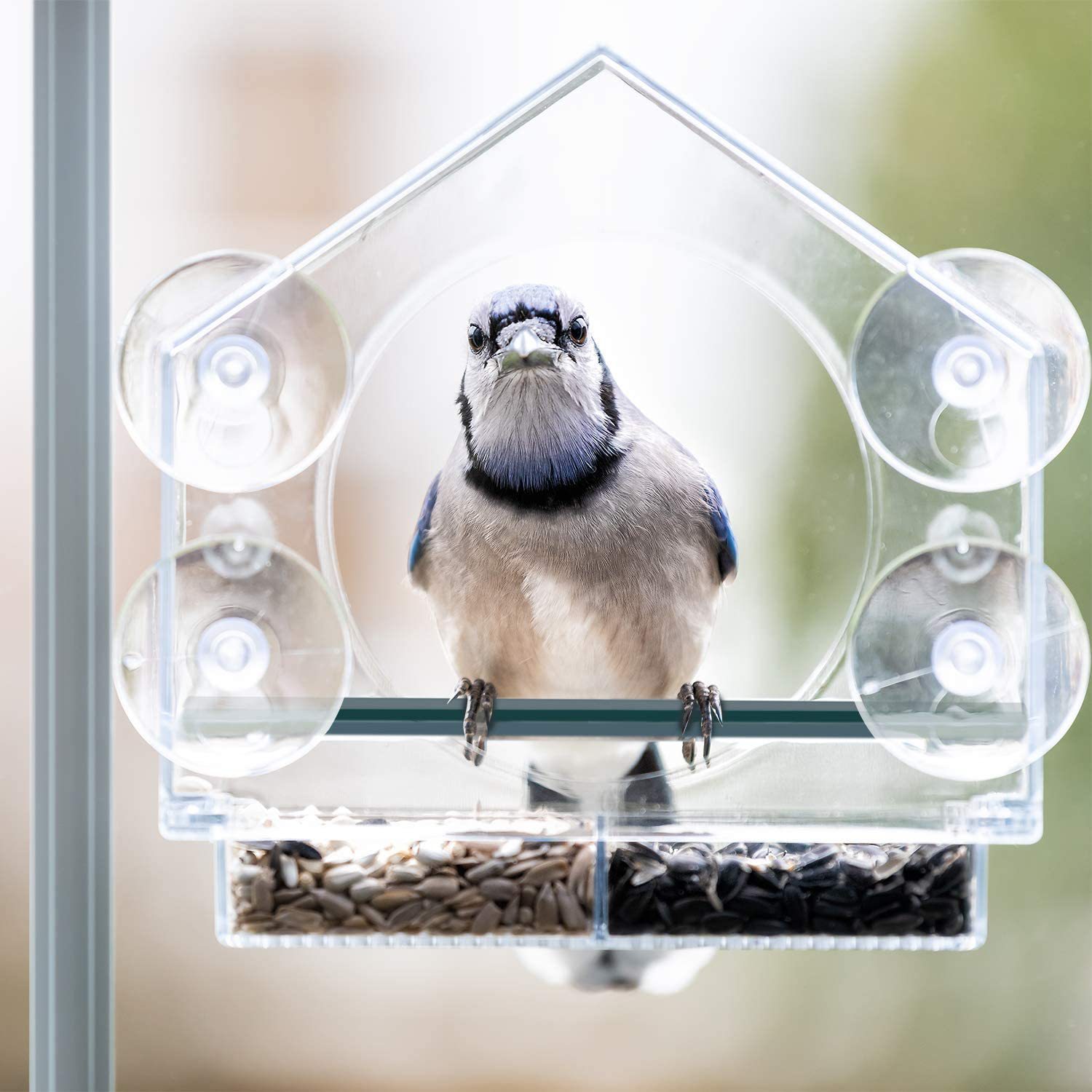 Bird Feeder Hanging from Tree