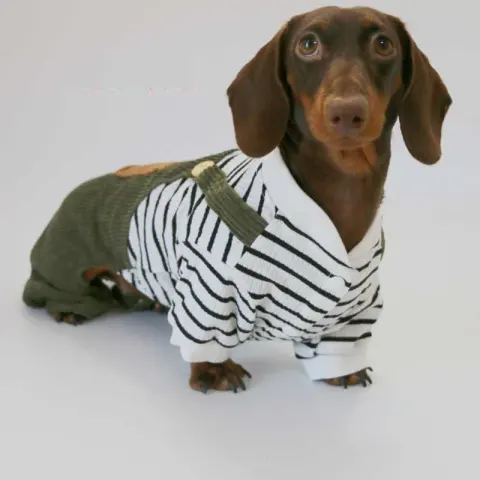 Fake Two Thin Corduroy Four-foot Pants Teddy Sausage Schnauzer