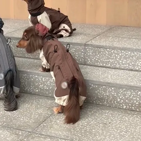 Cold proof Dachshund Pet Clothes Autumn And Winter Shell Jacket Brown - Shop at LoveMi