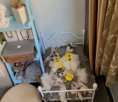 Dog Kennel Cat Pet Hanger Swing Cradle