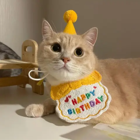 Pet Dog Fashion Special Decoration Bib Hat