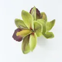 Green Duckbill Clip