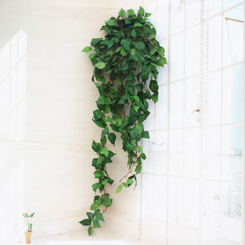 Green Vine Green Bunch