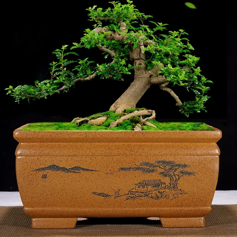 Purple Sand Flowerpot Rectangular Deepening Plum Blossom Old Pile Bonsai