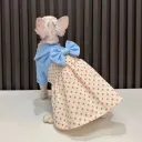 Hairless Cat