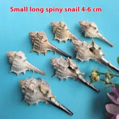 Natural Shell Conch Conch 5-9cm Home Fish Tank Micro Landscape Decoration - 4To6Cm - View 1