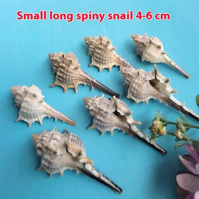 Natural Shell Conch Conch 5 9cm Home Fish Tank Micro Landscape Decoration 4To6Cm - Shop at LoveMi