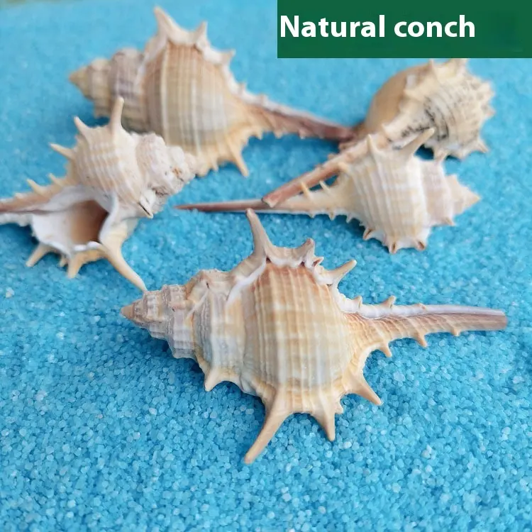 Natural Shell Conch 5-9cm Home Fish Tank