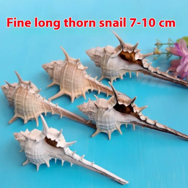 Natural Shell Conch Conch 5 9cm Home Fish Tank Micro Landscape Decoration 7To10Cm - Shop at LoveMi