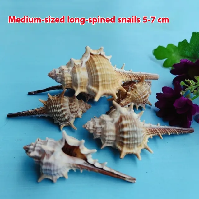 Natural Shell Conch Conch 5 9cm Home Fish Tank Micro Landscape Decoration 5To7Cm - Shop at LoveMi