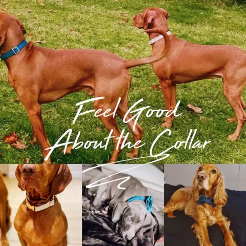 Multiple Colour Velvet Personalise Dog Collar Leash Set