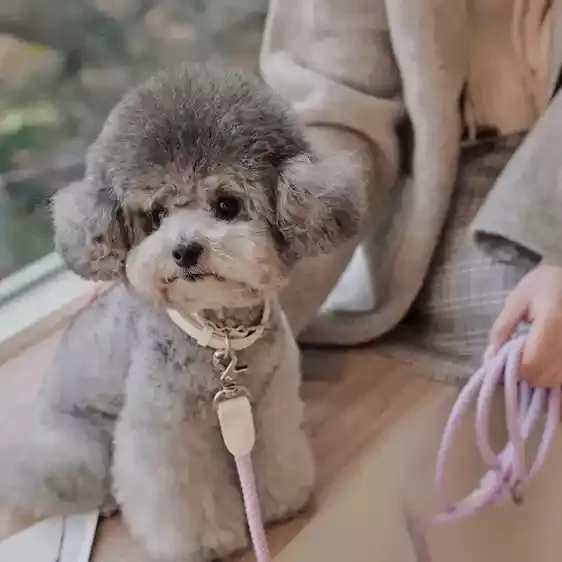 Dog Collar Leather Hand Holding Rope Leash