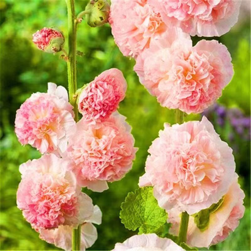 https://oss-cf.cjdropshipping.com/product/2025/05/28/09/448f9940-2a5c-439a-8ca8-ee51be77b146.jpg