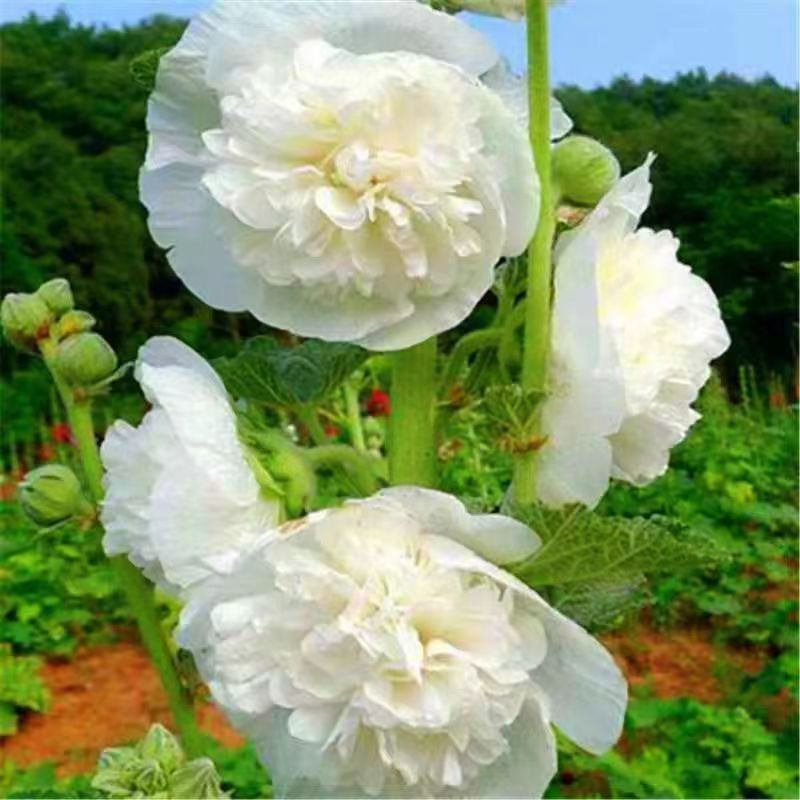 https://oss-cf.cjdropshipping.com/product/2025/05/28/09/495860a5-2f48-46e6-abf0-6a9245ecdaa7.jpg