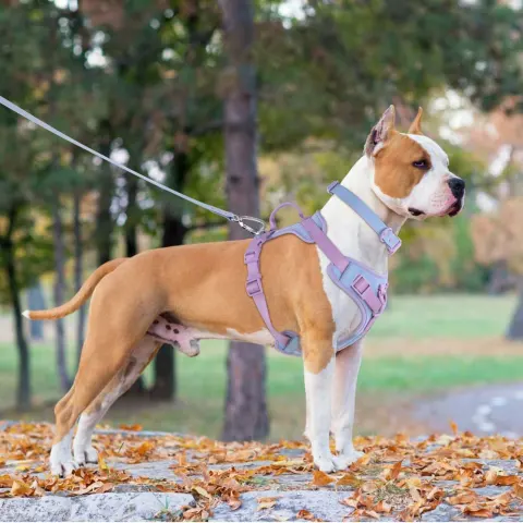 Dog Breast Strap Hand Holding Rope Dog Leash Collar