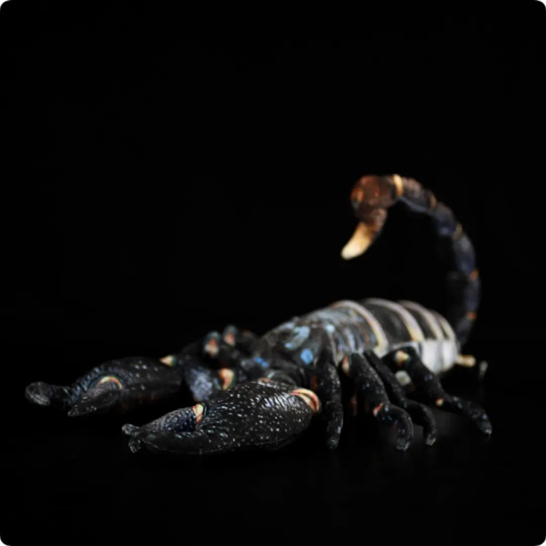 Simulated Yaeyama Scorpion Doll Cute Plush Toy