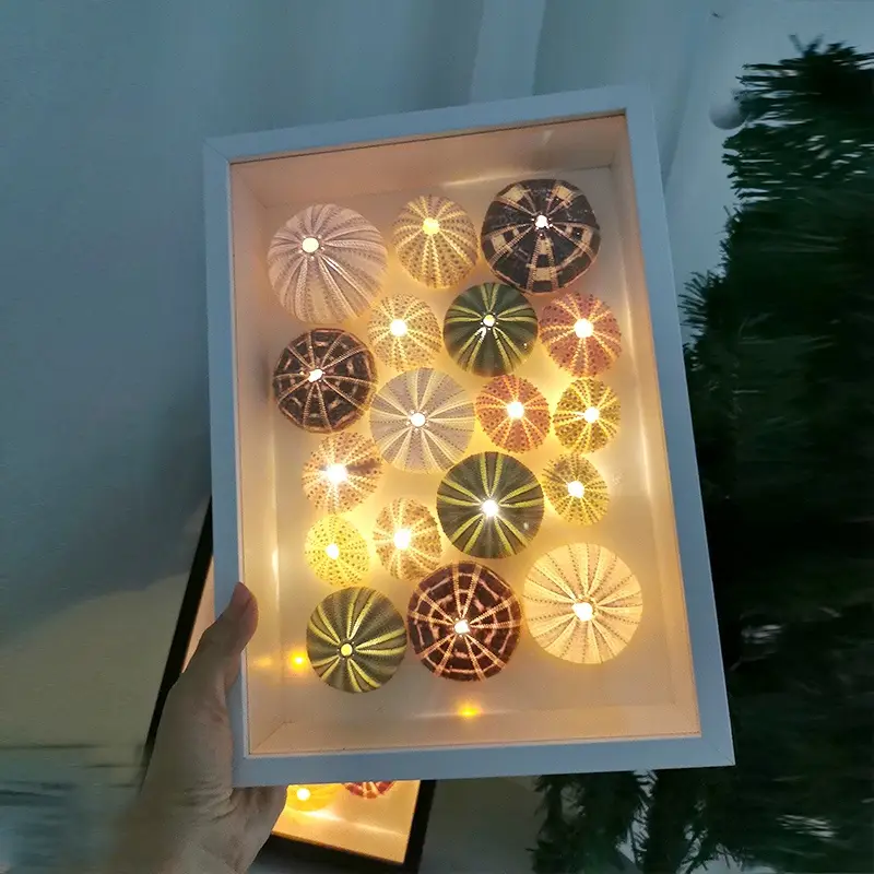 Homemade Sea Urchin Shell Handmade Three-dimensional Specimen Photo Frame Material Package