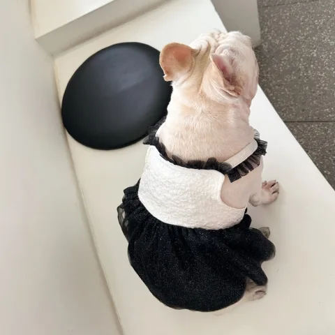 Pomeranian Small Dog Jarre Aero Bull Dress