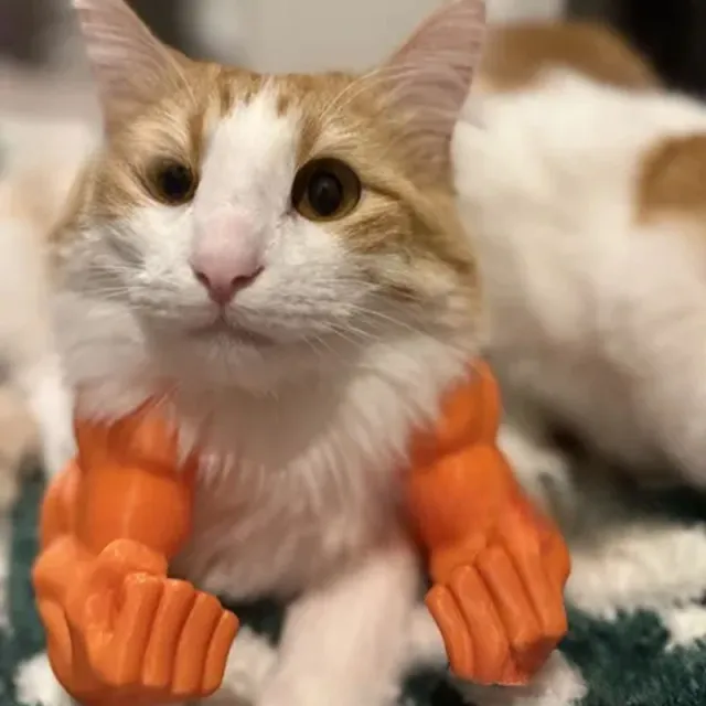 Funny Muscle Hand Developed Arm Creative Cat Hanging Items Orange - Shop at LoveMi