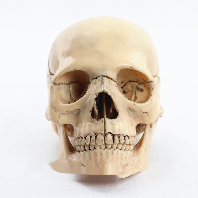 Medical Detachable 15 Parts 12 Human Head Skull