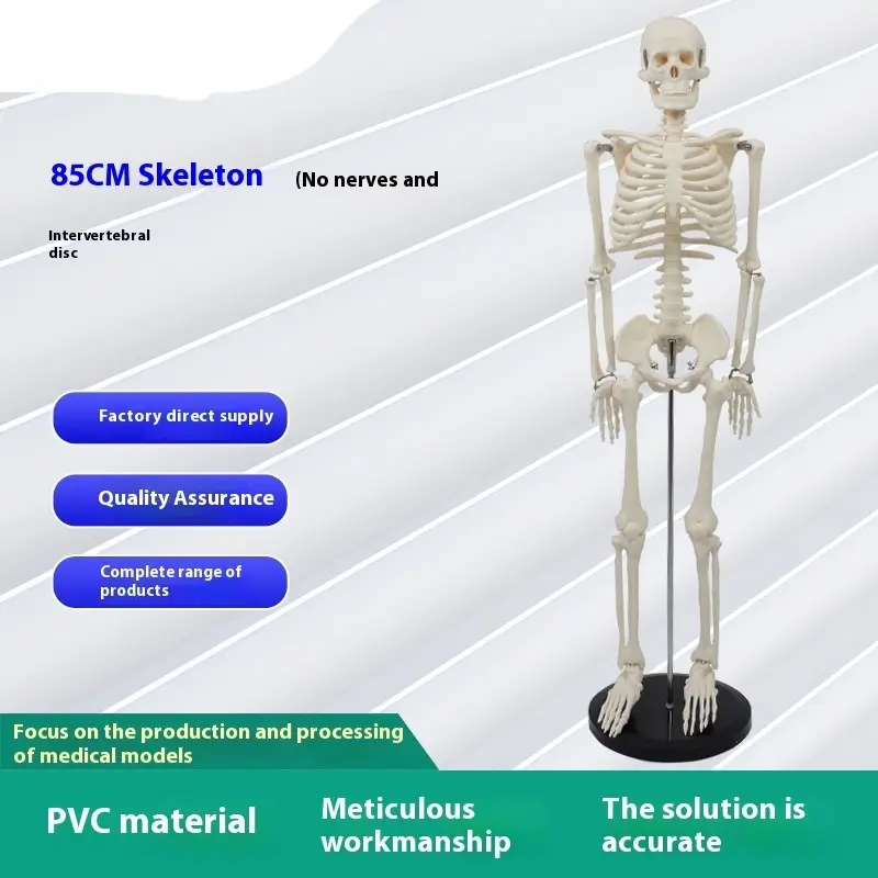 Plastic Human Skeleton Biology Teaching Model