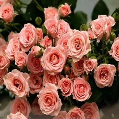 5D Diamond Painting - Rosa Rosen
