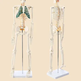 Plastic Human Skeleton Biology Teaching Model