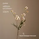 Champagne
