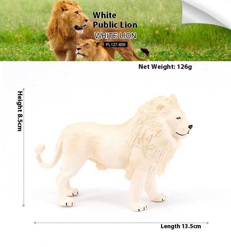 Lying Posture White Lion