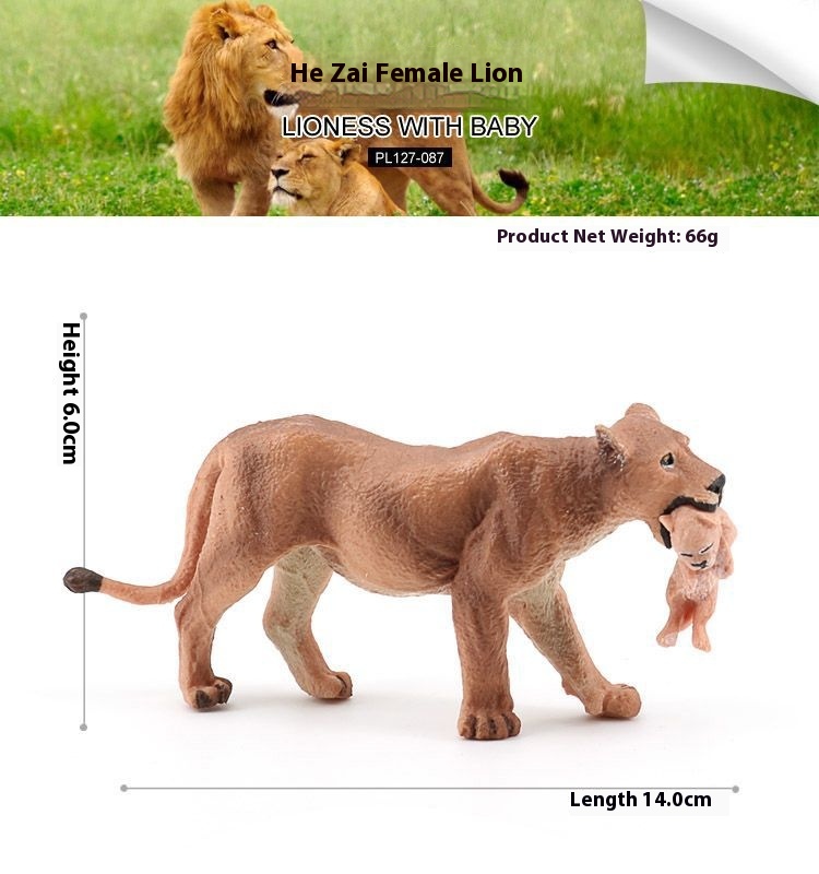 Baby Lion