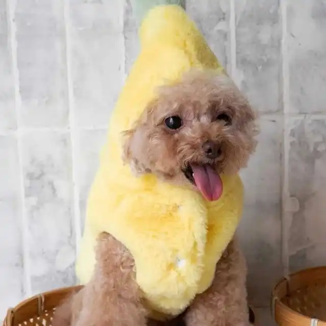 Dog Clothes Autumn And Winter Funny Banana Pet Costume Yellow - Shop at LoveMi