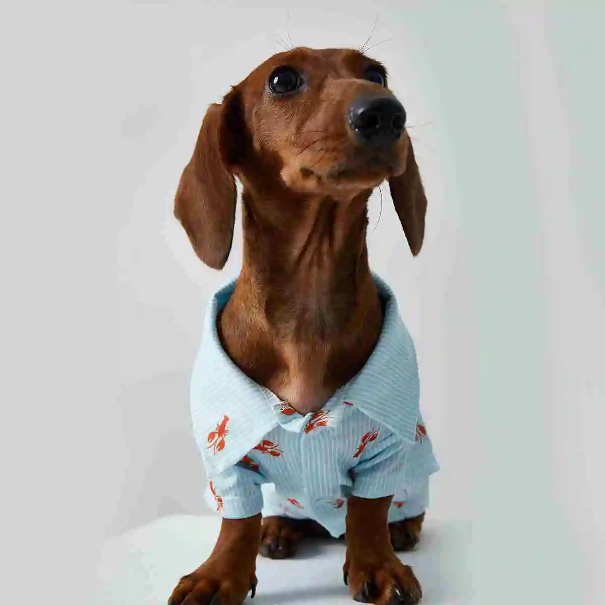 Teddy Puppy Cat Small Puppies Pet Shirt