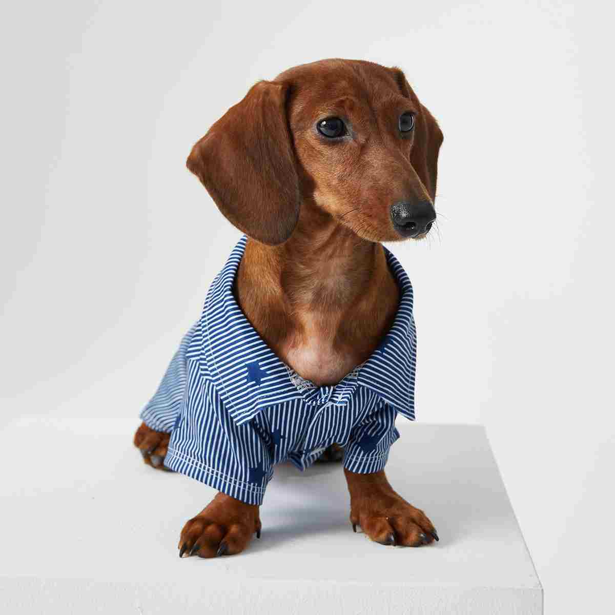 Teddy Puppy Cat Small Puppies Pet Shirt