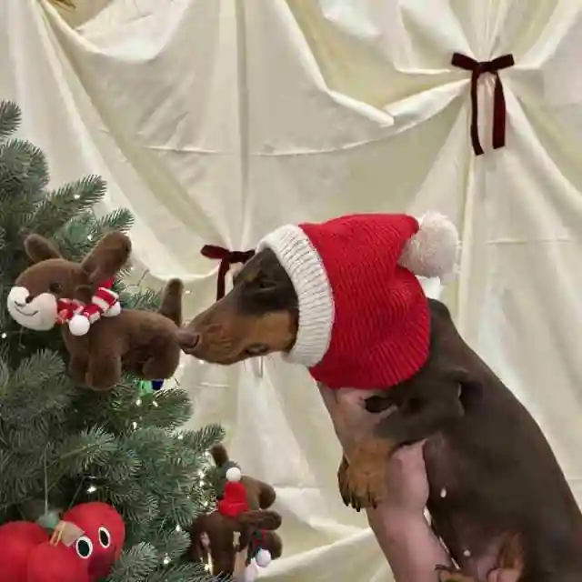 Christmas Dress Up Warm Plush Dachshund Hat Red - Shop at LoveMi