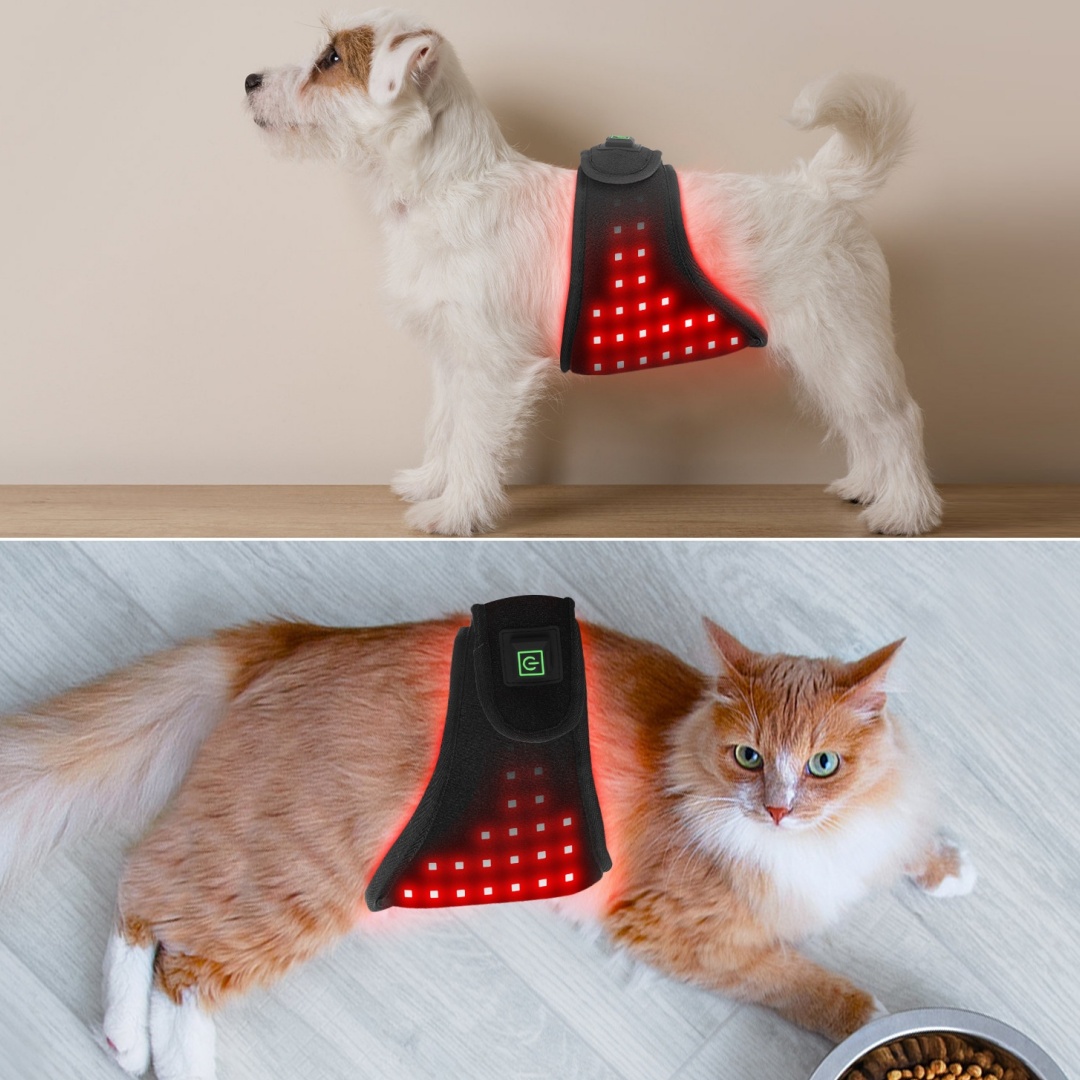 Pet Red Light Belt Physiotherapy Infrared