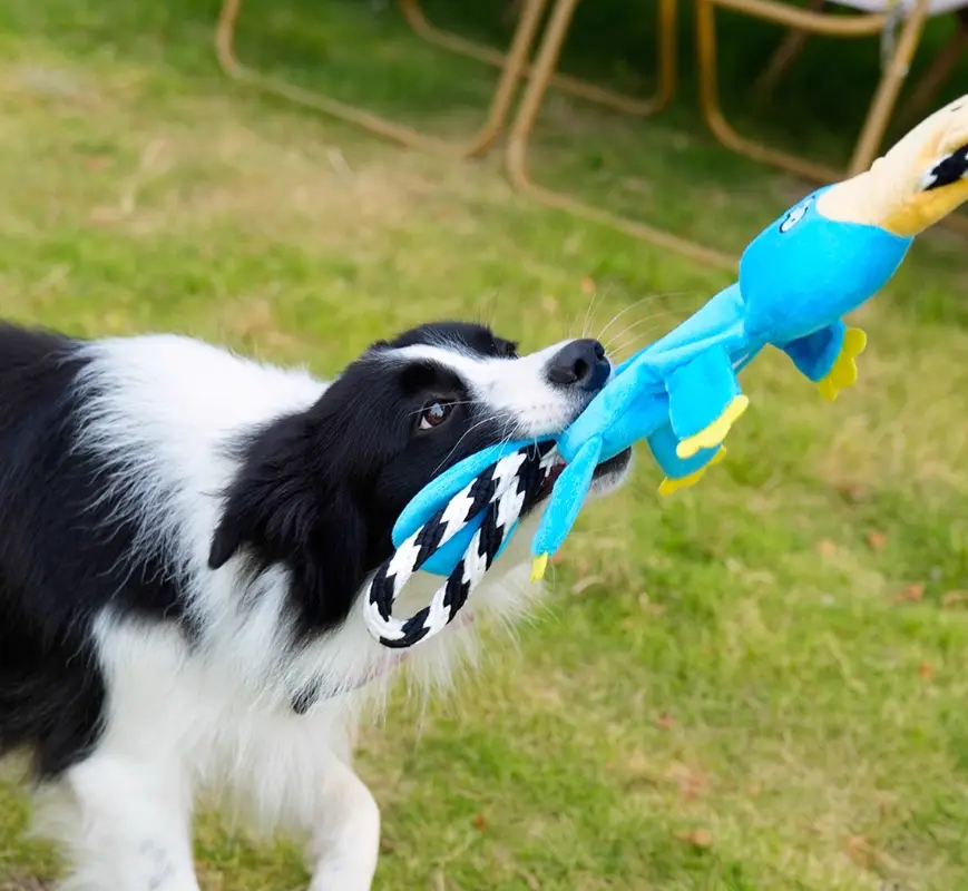 Bichon Medium Large Dog Molar Sound Toys