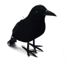 Crow