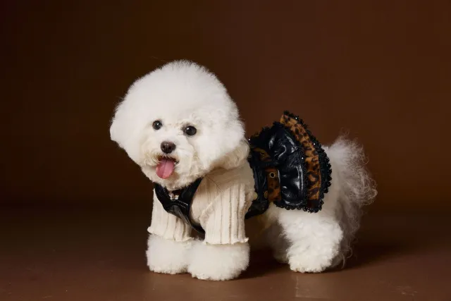 Teddy Schnauzer Bichon Maltese Lace Bow Bottoming Shirt Beige - Shop at LoveMi