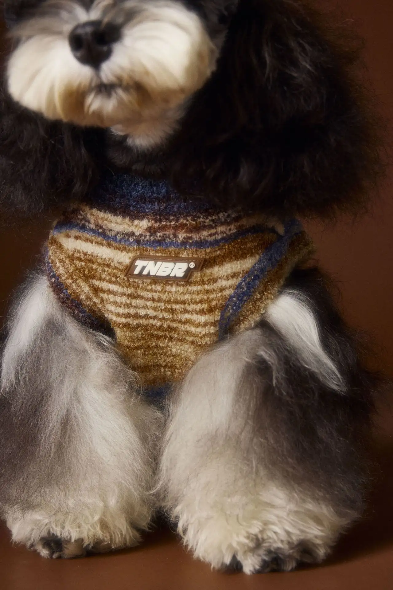 Teddy Schnauzer Bichon Rainbow Variegated Stripes Sleeveless Sweater Vest