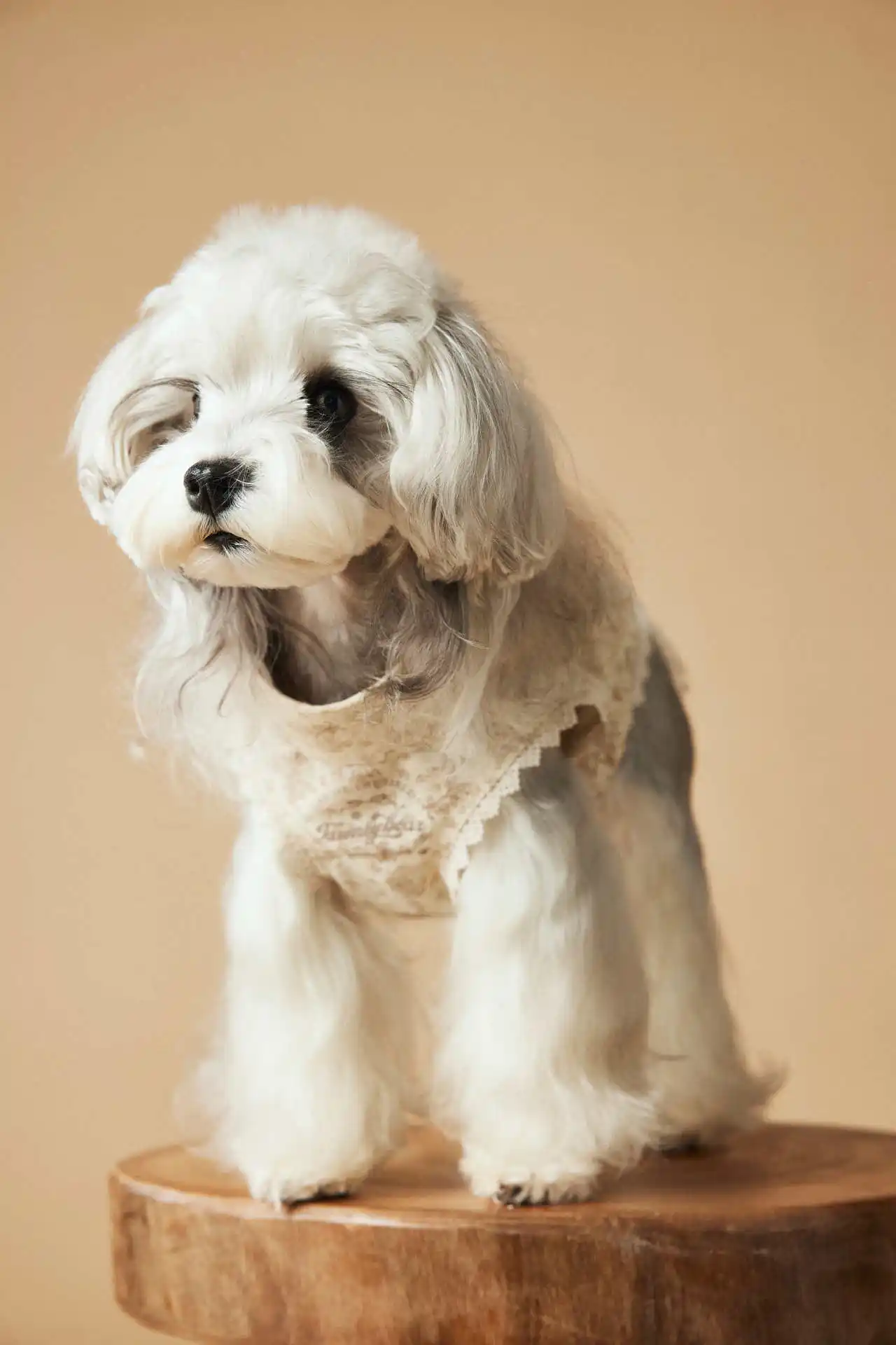 Printed Sleeveless Dress Teddy Schnauzer Bichon Yorkshire Skirt