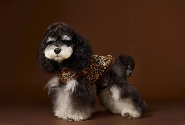 Bichon Schnauzer Yorkshire Handsome Leopard Print Hooded Sleeveless Sweater Coffee - Shop at LoveMi