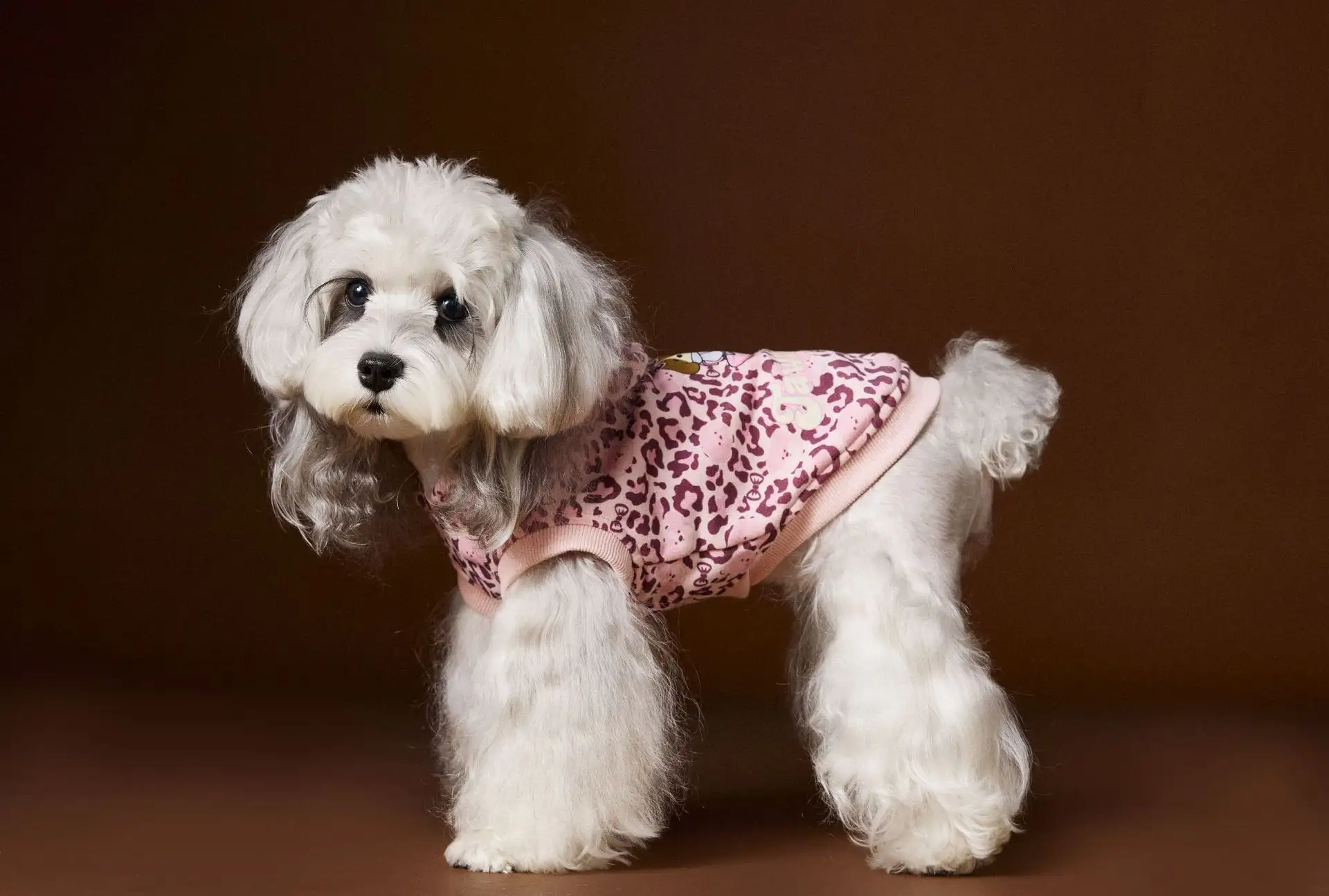 Bichon Schnauzer Yorkshire Handsome Leopard Print Hooded Sleeveless Sweater