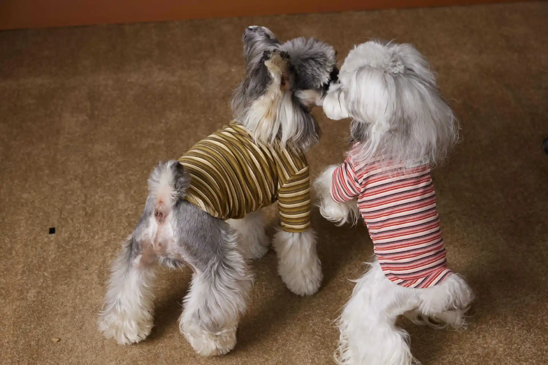 Dog Clothes Maltese Schnauzer Teddy Skin-friendly Close-fitting Undershirt