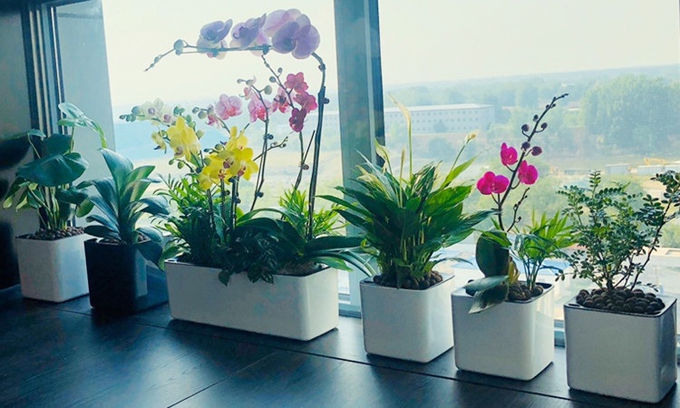 Plastic Flowerpot Automatic Water Feeding Scindapsus Aureus Bonsai