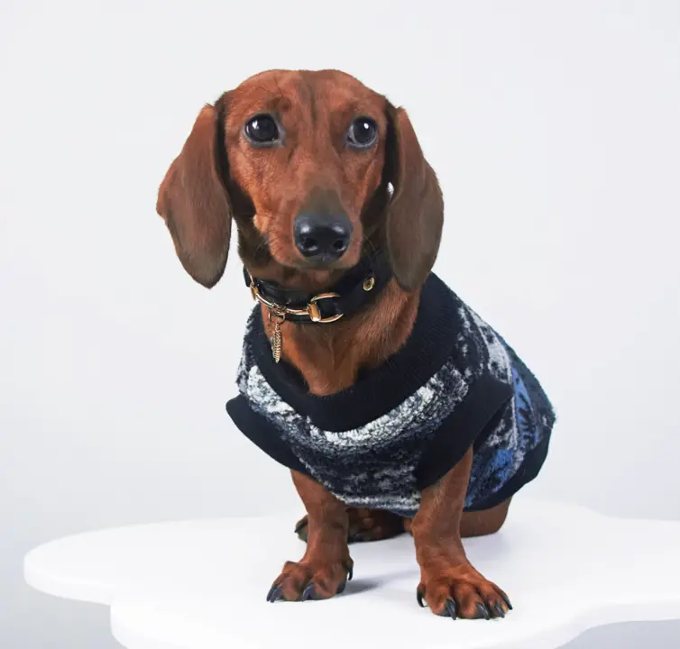 Autumn And Winter New Thick Warm Sweater Pet Clothes